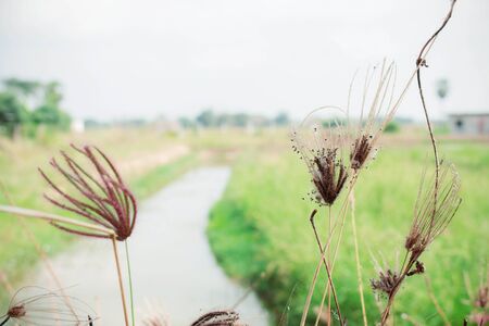 meadows in field and roadside of countryside.