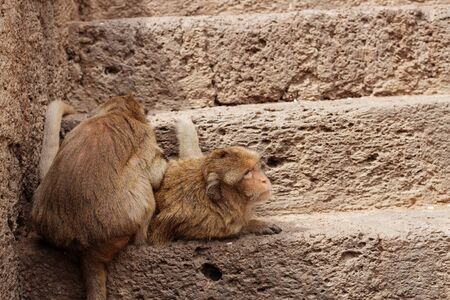 monkey playing on brick floor.の写真素材