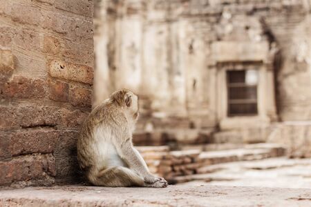 monkey are sitting on the old buildings.