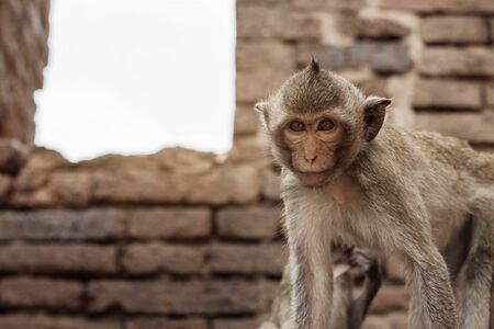 monkeys on the old buildings are staring.の写真素材