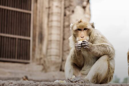 monkeys eating corn on the old buildings.の写真素材