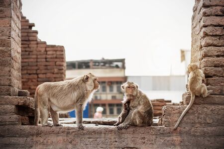 monkeys are playing on the old buildings.の写真素材