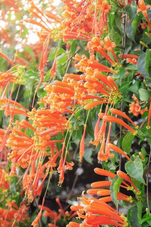 Orange flowers with beauty at daylight.の写真素材