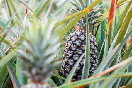 Pineapple are growing on plots of farmland.の写真素材