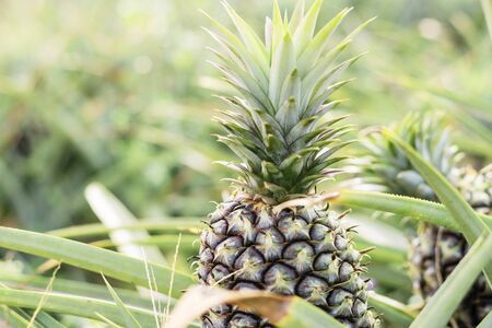 Pineapple growing on plots in the farm.の写真素材
