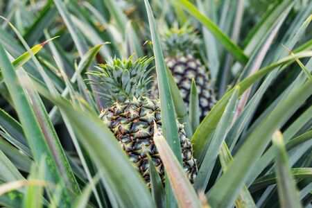 Pineapple growing on tree in the farmland.の写真素材