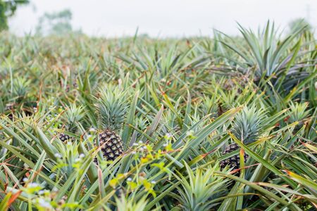 Pineapple growing in the field and sky.の写真素材