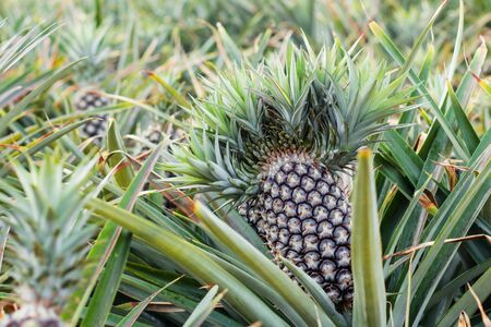 Pineapple on plots of farmland.の写真素材