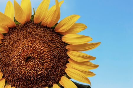 Colorful sunflowers with the blue sky background.の写真素材