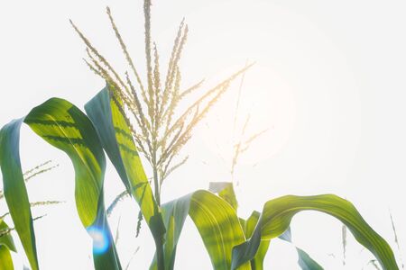 Corn leaves and pollen with sunlight at sky.の写真素材