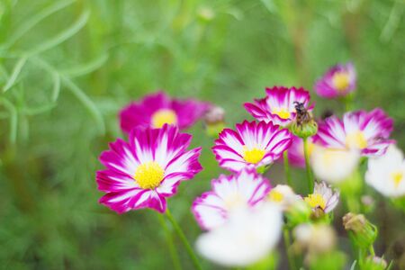 Cosmos with beautiful colors in the garden.の写真素材