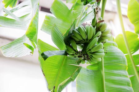 Banana on tree with sunlight in the farm.の写真素材