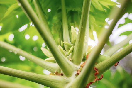 Branch of papaya tree in the rainy season at sunrise.の写真素材