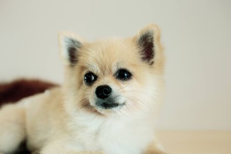 Dog on floor in pet shop with a gray background.の写真素材