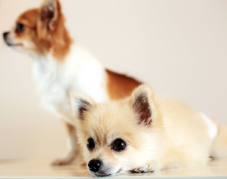 Dog with a cute on floor in pet shop.の写真素材