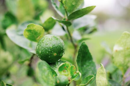 Lemon of wet in the rainy season at sunrise.の写真素材