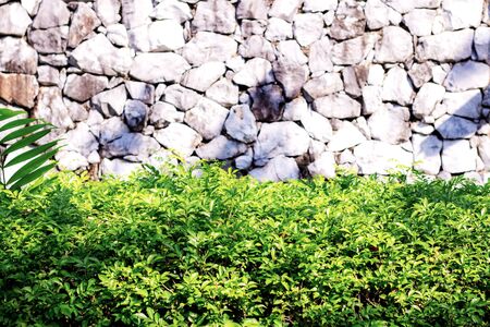Ornamental at wall in the garden with sunlight.の写真素材