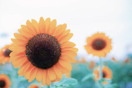 Sunflower at the sky in winter.の写真素材