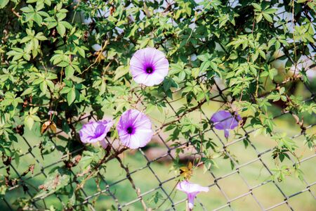 Purple flower on fence with sunlight in summer.の写真素材