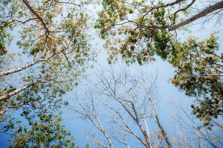 Tall trees with fallen leaves in the autumn at blue sky.の写真素材