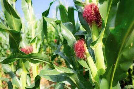 Baby corn is growing on the plantation.の写真素材