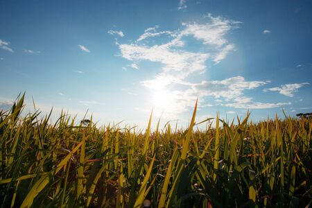Meadow in autumn with the sunset at blue sky.の写真素材