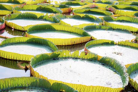 Big of lotus leaves on pond at sunlight with background.の写真素材