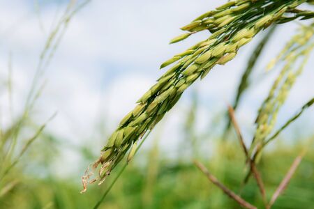 Ears of rice on fields with the sky.