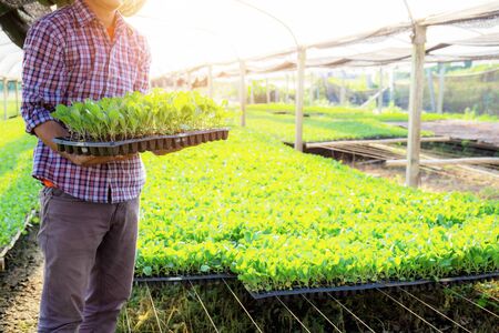 Gardeners stand to hold organic vegetables on trays grown in greenhouses.の写真素材