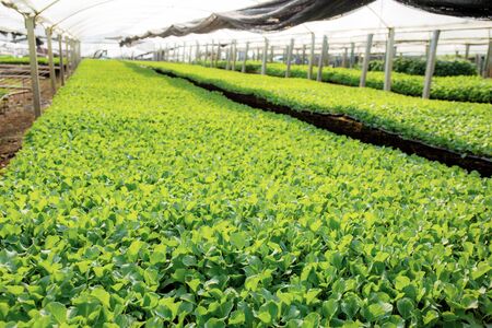Organic vegetables that are grown in greenhouses.の写真素材