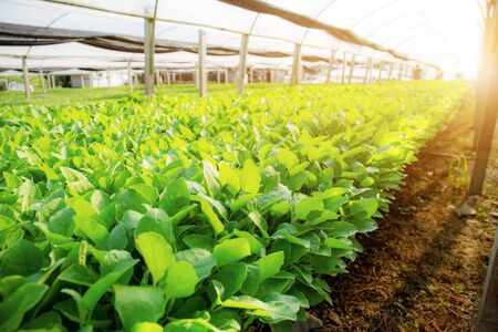 Green leaves of organic vegetables in greenhouses with sunlight.