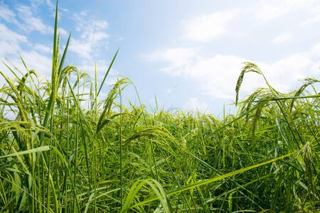 Ears of rice are growing on fields with the blue sky.の写真素材