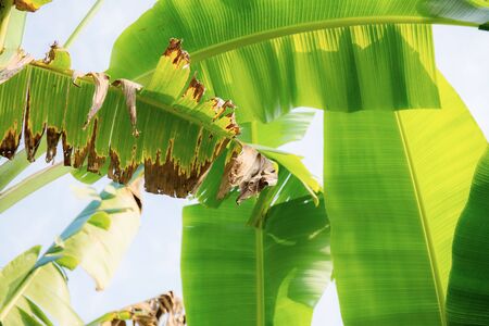 Banana leaves at sunlight with the sky background.の写真素材