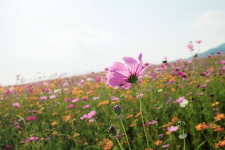 Cosmos on field with the sky at sunlight.の写真素材