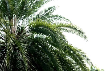 Palm leaves and branches at sunlight with the sky.の写真素材