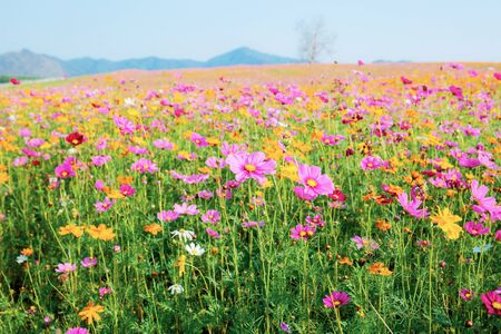 Beautiful of cosmos flower and colorful on field.の写真素材
