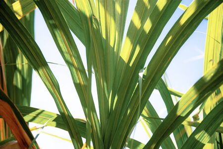 Leaves of sugarcane with texture background at sunlight.の写真素材