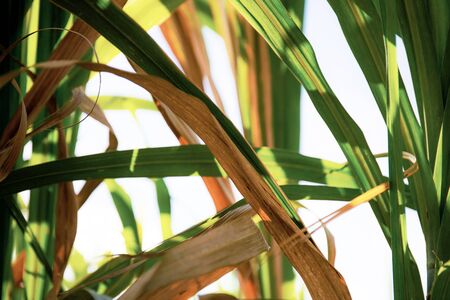 Leaves sugarcane of dries with texture background at sunlight.の写真素材