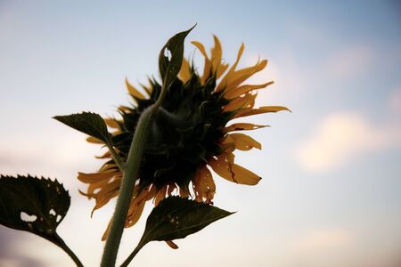 Sunflower on field with the sunset at sky.の写真素材