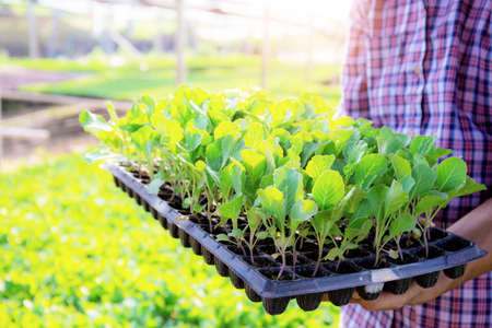 Gardeners stand to hold organic vegetable growing trays in farm.の写真素材