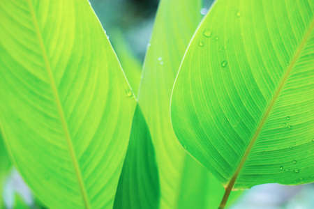 Green leaves of plant in garden with the sunrise.の写真素材