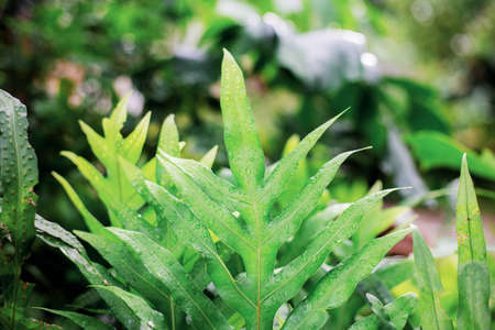 Leaves plant in garden with natural of background.