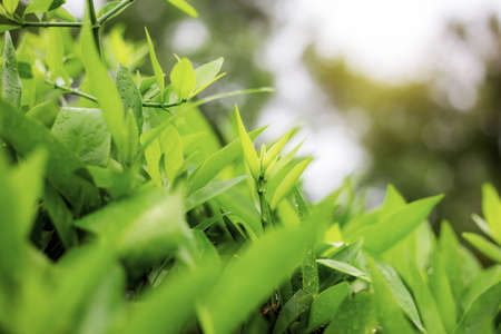 Leaves plant in garden with the sky background.の写真素材