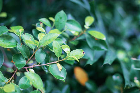 Leaves tree in garden with natural of background.