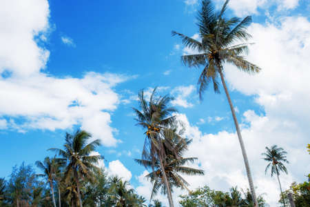 Palm tree at the blue sky with sunlight in summer.の写真素材