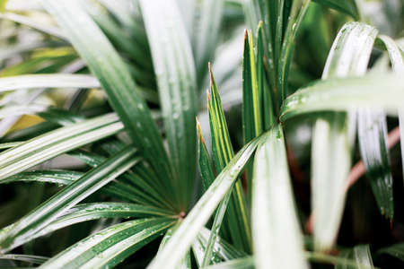 Green leaves of plant in forest with the sunlight.の写真素材
