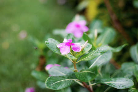 Purple flower on lawn in garden with green background.の写真素材