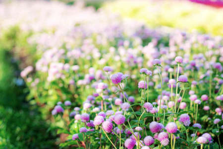 Purple of head flower on plantation with sunrise in the winter.の写真素材