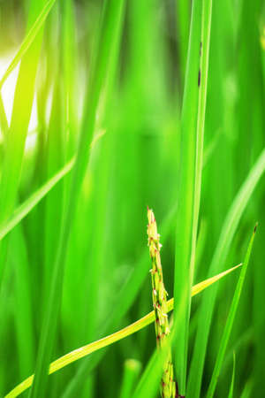 Rice in the field with green background.の写真素材