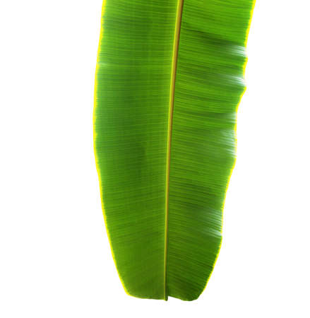Banana leaves of green on a white background.の写真素材